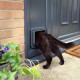 Дверцята для кішок SURE PETCARE 22x23 cм